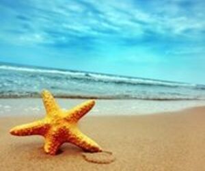 Stardelle Mar