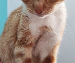 Hugo