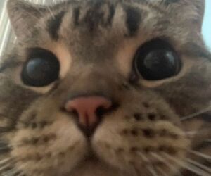 selêne