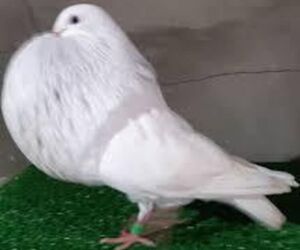 carlos
