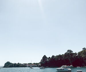 paloma