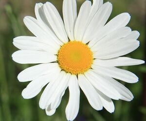 Marij